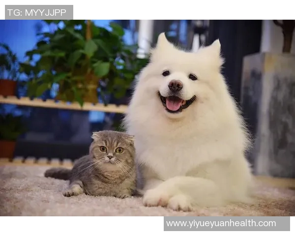 足球球星与猫咪的亲密日常 揭开他们与爱宠之间的温馨故事